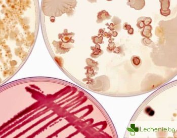 Какво причинява бактерията мораксела катаралис